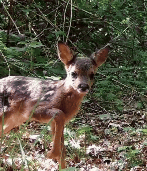 Baby Deer